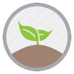 Plant growing in the soil