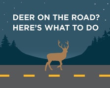 deer collision infographic