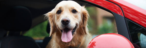 Dog smiles from car window