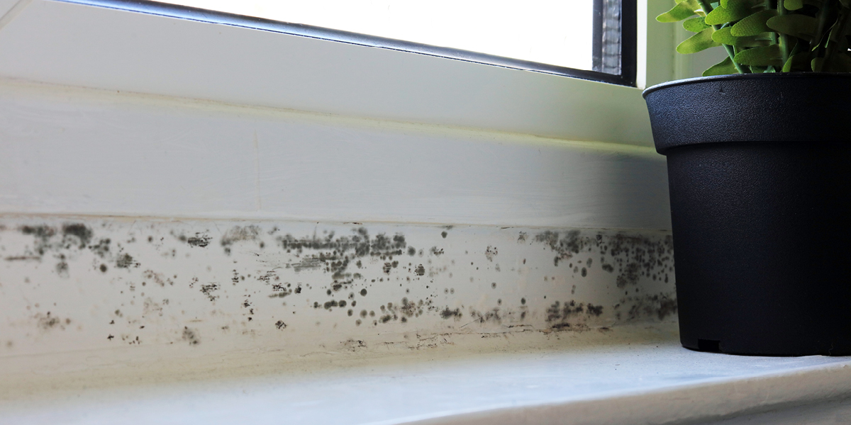 What is Black Mold? The Truth Behind the Spores